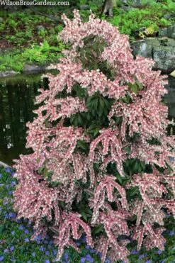 Dorothy Wycoff Pieris - 3 Gallon Pot