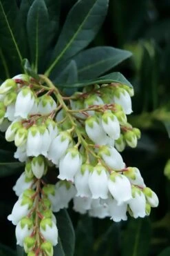 Southern Lady Pieris - 3 Gallon Pot 10 Southern Lady Pieris - 3 Gallon Pot -Stylish Garden Plant Store pieris japonica southern lady 1