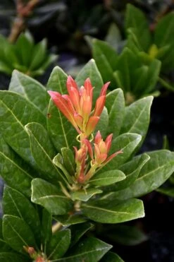 Southern Lady Pieris - 3 Gallon Pot 11 Southern Lady Pieris - 3 Gallon Pot -Stylish Garden Plant Store pieris japonica southern lady 2