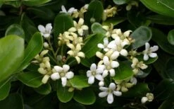 Green Pittosporum (Japanese Mock Orange) - 3 Gallon Pot -Stylish Garden Plant Store pittosporum20green203