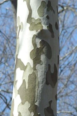 American Sycamore Tree - 3 Gallon Pot 13 American Sycamore Tree - 3 Gallon Pot -Stylish Garden Plant Store platanus occidentalis american sycamore tree 1