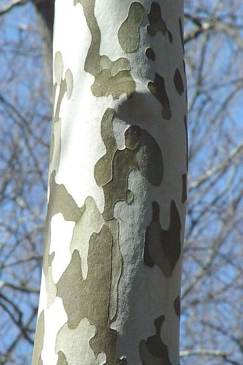 American Sycamore Tree - 3 Gallon Pot 8 American Sycamore Tree - 3 Gallon Pot - Image 6