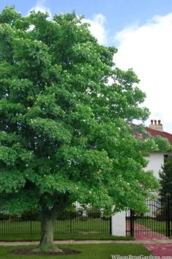 American Sycamore Tree - 3 Gallon Pot 11 American Sycamore Tree - 3 Gallon Pot -Stylish Garden Plant Store platanus occidentalis american sycamore tree 4