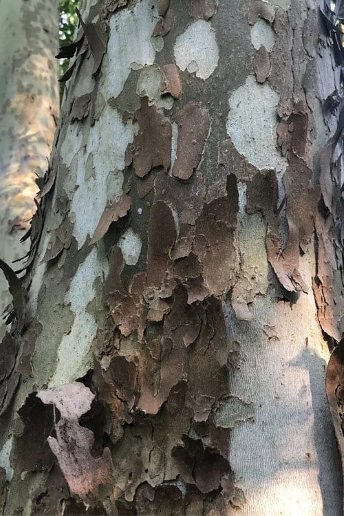 American Sycamore Tree - 3 Gallon Pot 7 American Sycamore Tree - 3 Gallon Pot - Image 5