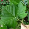 American Sycamore Tree - 3 Gallon Pot -Stylish Garden Plant Store platanus occidentalis american sycamore tree 7
