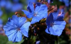 Hardy Blue Plumbago (Ceratostigma Plumbaginoides) - 10 Pack Of Quart Pots -Stylish Garden Plant Store plumbago hardy blue perennial