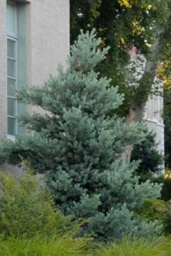 Blue Podocarpus Yew - 3 Gallon Pot -Stylish Garden Plant Store podocarpus elongatus blue podocarpus 1