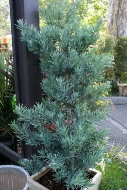 Blue Podocarpus Yew - 3 Gallon Pot -Stylish Garden Plant Store podocarpus elongatus blue podocarpus 4