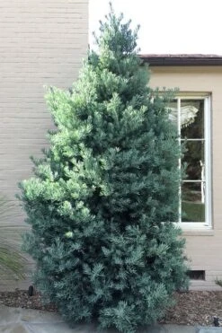 Blue Podocarpus Yew - 3 Gallon Pot -Stylish Garden Plant Store podocarpus elongatus blue podocarpus 5