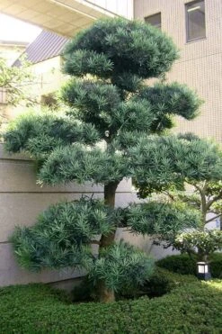 Blue Podocarpus Yew - 3 Gallon Pot -Stylish Garden Plant Store podocarpus elongatus blue podocarpus 6