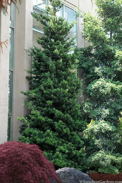 Podocarpus Macrophyllus Upright Yew - 7 Gallon Pot (4-5') 3 Podocarpus Macrophyllus Upright Yew - 7 Gallon Pot (4-5')