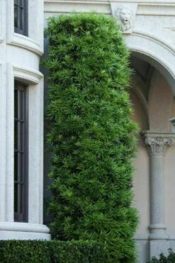 Podocarpus Macrophyllus Upright Yew - 7 Gallon Pot (4-5') 14 Podocarpus Macrophyllus Upright Yew - 7 Gallon Pot (4-5') -Stylish Garden Plant Store podocarpus macrophyllus upright yew 104