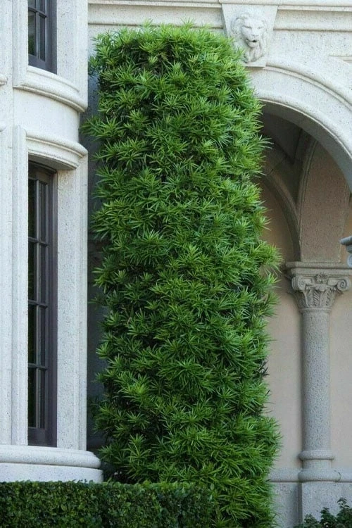 Podocarpus Macrophyllus Upright Yew - 7 Gallon Pot (4-5') 7 Podocarpus Macrophyllus Upright Yew - 7 Gallon Pot (4-5') - Image 5