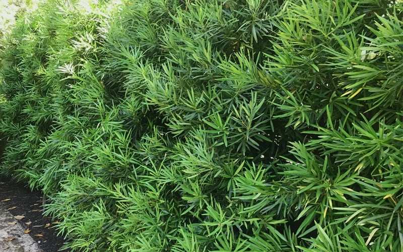 Podocarpus Macrophyllus Upright Yew - 7 Gallon Pot (4-5') 10 Podocarpus Macrophyllus Upright Yew - 7 Gallon Pot (4-5') - Image 8