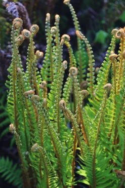 Western Sword Fern (Polystichum Munitum) - 1 Gallon Pot -Stylish Garden Plant Store polystichum munitum western sword fern 10