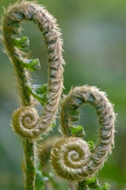 Western Sword Fern (Polystichum Munitum) - 1 Gallon Pot -Stylish Garden Plant Store polystichum munitum western sword fern 2