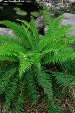 Western Sword Fern (Polystichum Munitum) - 1 Gallon Pot -Stylish Garden Plant Store polystichum munitum western sword fern 4