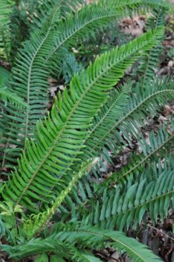 Western Sword Fern (Polystichum Munitum) - 1 Gallon Pot -Stylish Garden Plant Store polystichum munitum western sword fern 5