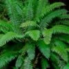 Western Sword Fern (Polystichum Munitum) - 1 Gallon Pot -Stylish Garden Plant Store polystichum munitum western sword fern 7