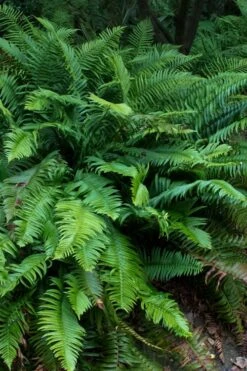Western Sword Fern (Polystichum Munitum) - 1 Gallon Pot -Stylish Garden Plant Store polystichum munitum western sword fern 8