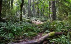 Western Sword Fern (Polystichum Munitum) - 1 Gallon Pot -Stylish Garden Plant Store polystichum munitum western sword fern 9