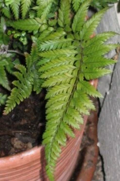 Korean Rock Fern - 6 Pack Of 1 Gallon Pots -Stylish Garden Plant Store polystichum tsus simense korean rock fern 1