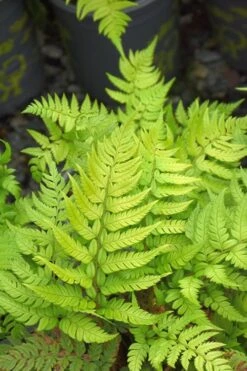 Korean Rock Fern - 1 Gallon Pot -Stylish Garden Plant Store polystichum tsus simense korean rock fern 4 1