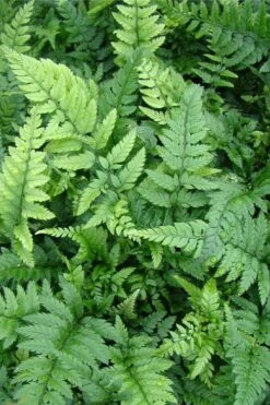 Korean Rock Fern - 6 Pack Of 1 Gallon Pots -Stylish Garden Plant Store polystichum tsus simense korean rock fern 5