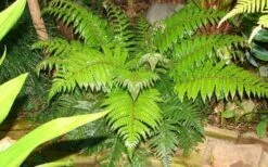 Korean Rock Fern - 6 Pack Of 1 Gallon Pots -Stylish Garden Plant Store polystichum tsus simense korean rock fern 6
