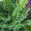 Korean Rock Fern - 1 Gallon Pot -Stylish Garden Plant Store polystichum tsus simense korean rock fern 8 1