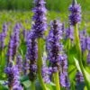 Heartleaf Purple Pickerel Weed (Pontaderia Cordata) - 8 Pack Of 1 Gallon Pot -Stylish Garden Plant Store pontaderia cordata pickerel weed 20 1