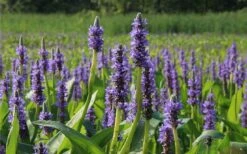 Heartleaf Purple Pickerel Weed (Pontaderia Cordata) - 1 Gallon Pot -Stylish Garden Plant Store pontederia cordata pickerel weed 2