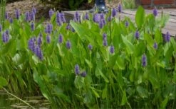 Heartleaf Purple Pickerel Weed (Pontaderia Cordata) - 6 Pack Of 1 Gallon Pot -Stylish Garden Plant Store pontederia cordata pickerel weed 4 2