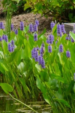 Heartleaf Purple Pickerel Weed (Pontaderia Cordata) - 8 Pack Of 1 Gallon Pot -Stylish Garden Plant Store pontederia cordata pickerel weed 5 1
