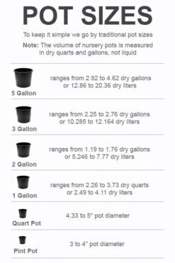 Blue Stem Dwarf Palmetto Palm (Sabal Minor) - 7 Gallon Pot 12 Blue Stem Dwarf Palmetto Palm (Sabal Minor) - 7 Gallon Pot -Stylish Garden Plant Store pot size chart 2022 881