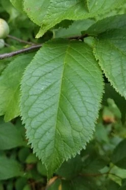 American Wild Plum Tree (Prunus Americana) - 3 Gallon Pot -Stylish Garden Plant Store prunus americana american wild plum tree 10