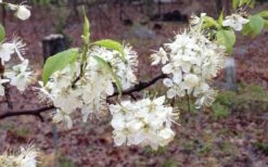 American Wild Plum Tree (Prunus Americana) - 3 Gallon Pot -Stylish Garden Plant Store prunus americana american wild plum tree 11