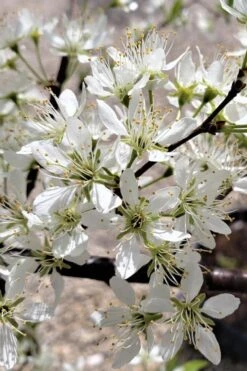 American Wild Plum Tree (Prunus Americana) - 1 Gallon Pot -Stylish Garden Plant Store prunus americana american wild plum tree 5 1