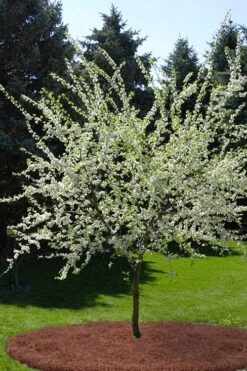American Wild Plum Tree (Prunus Americana) - 1 Gallon Pot -Stylish Garden Plant Store prunus americana american wild plum tree 9 1