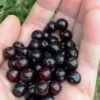 Wild Black Cherry Tree - 3 Gallon Pot 2 Wild Black Cherry Tree - 3 Gallon Pot -Stylish Garden Plant Store prunus serotina wild black cherry tree 1