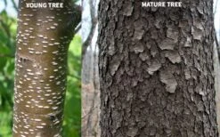 Wild Black Cherry Tree - 3 Gallon Pot -Stylish Garden Plant Store prunus serotina wild black cherry tree 10