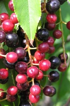 Wild Black Cherry Tree - 3 Gallon Pot -Stylish Garden Plant Store prunus serotina wild black cherry tree 4