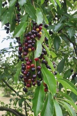 Wild Black Cherry Tree - 3 Gallon Pot -Stylish Garden Plant Store prunus serotina wild black cherry tree 5