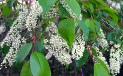 Wild Black Cherry Tree - 3 Gallon Pot -Stylish Garden Plant Store prunus serotina wild black cherry tree 8