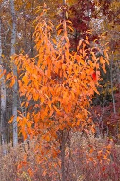 Wild Black Cherry Tree - 3 Gallon Pot -Stylish Garden Plant Store prunus serotina wild black cherry tree 9