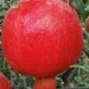 Russian Cold Hardy Pomegranate - 3 Gallon Pot 2 Russian Cold Hardy Pomegranate - 3 Gallon Pot -Stylish Garden Plant Store punica granatum russian pomegranate 10
