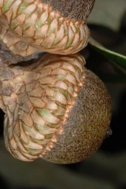 Southern Red Oak Tree (Quercus Falcata) - 3 Gallon Pot -Stylish Garden Plant Store quercus falcata southern red oak 1