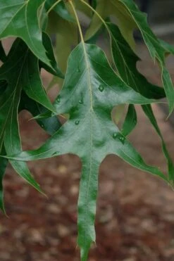 Southern Red Oak Tree (Quercus Falcata) - 3 Gallon Pot -Stylish Garden Plant Store quercus falcata southern red oak 2 1