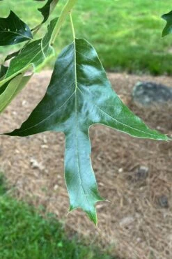 Southern Red Oak Tree (Quercus Falcata) - 3 Gallon Pot -Stylish Garden Plant Store quercus falcata southern red oak 3