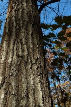 Southern Red Oak Tree (Quercus Falcata) - 3 Gallon Pot -Stylish Garden Plant Store quercus falcata southern red oak 4
